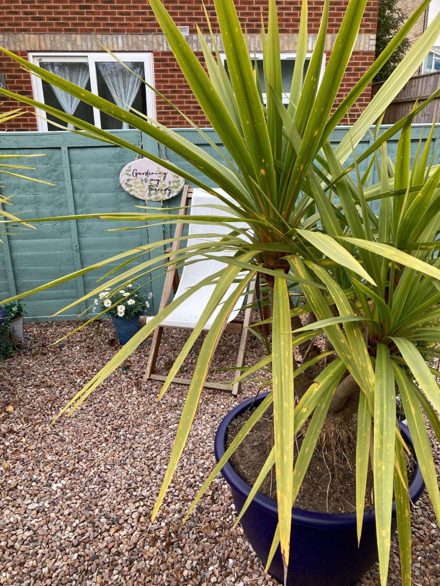 The Sashes: Cozy Near & Sandbanks Poole